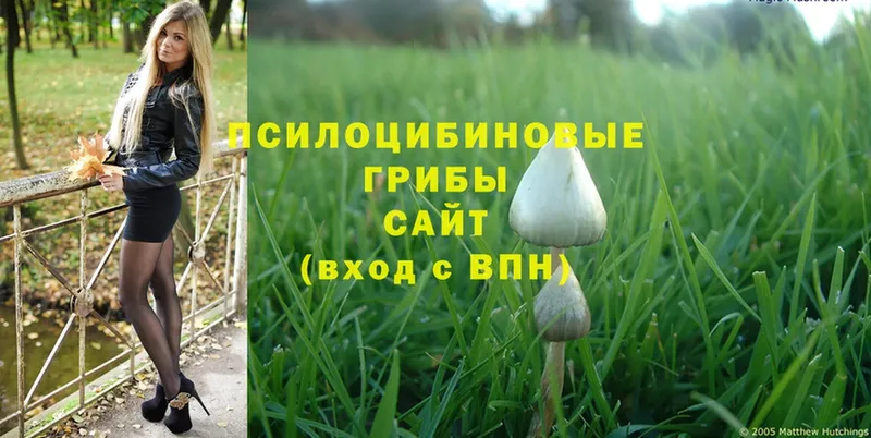 Галлюциногенные грибы Psilocybine cubensis  mega tor  Ленинск-Кузнецкий 